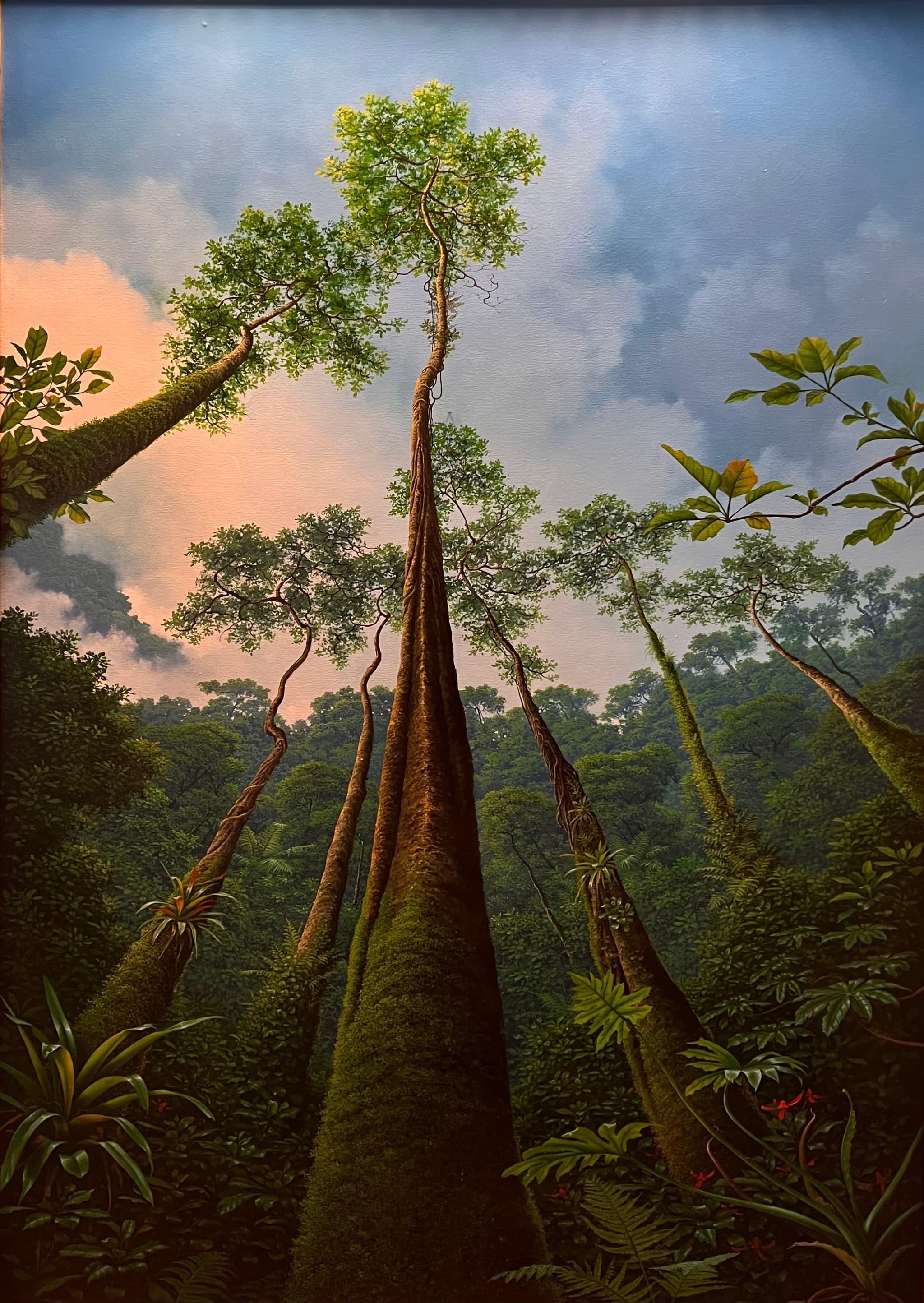 Bosque nuboso por Juan Manuel Hernández